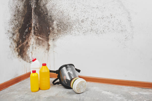 Best Mold Removal Process  in West Reading, PA