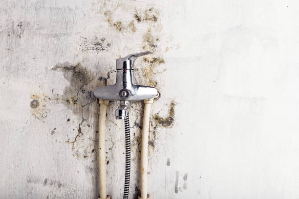 Best Best Mold Removal Companies  in West Reading, PA