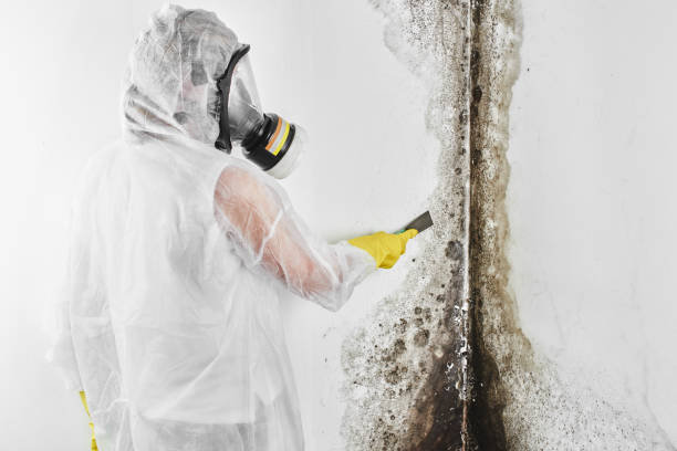 Best Home Mold Removal  in West Reading, PA