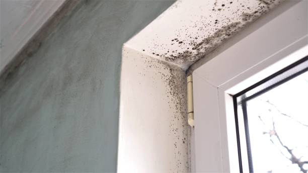 Best Same-Day Mold Removal  in West Reading, PA