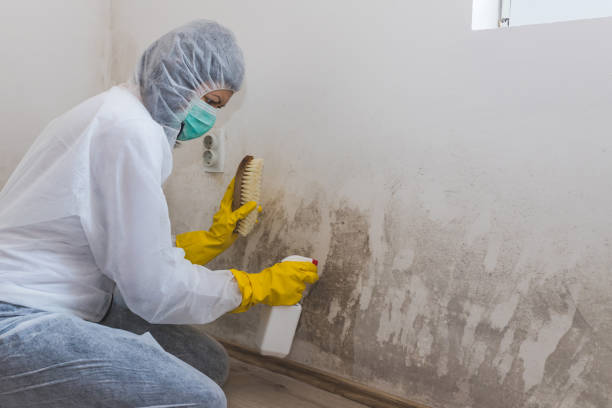 Best Mold Damage Repair  in West Reading, PA