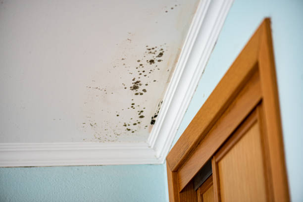 Office Mold Removal Services in West Reading, PA