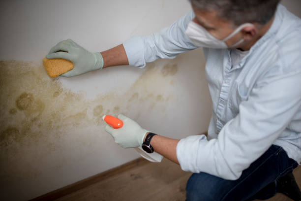 Best Mold Remediation  in West Reading, PA