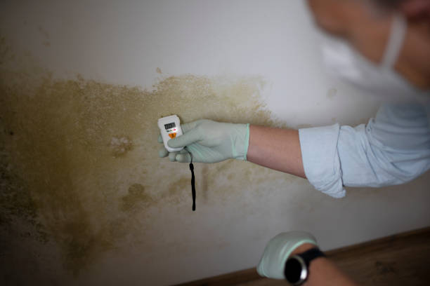 Best Attic Mold Removal  in West Reading, PA
