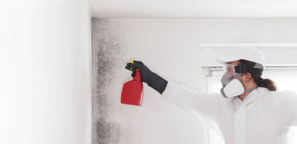 Best Fast Mold Removal  in West Reading, PA