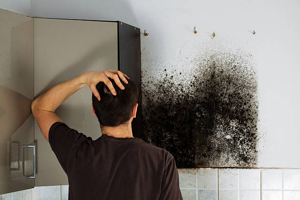 Certified Mold Removal in West Reading, PA