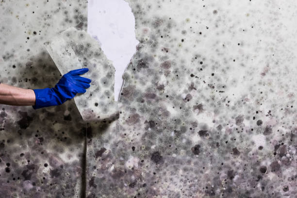 Best Commercial Mold Removal  in West Reading, PA