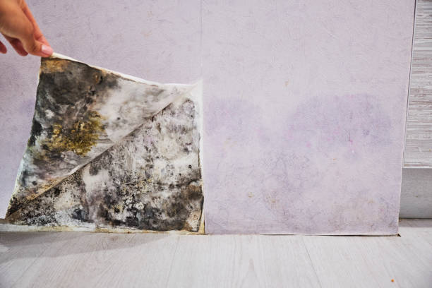 Best Mold Removal Company Near Me  in West Reading, PA